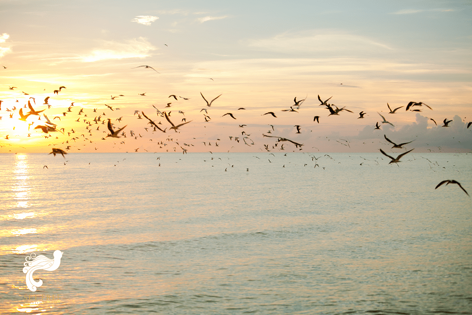 naples wedding photographer marco island ocean beach resort set free photography