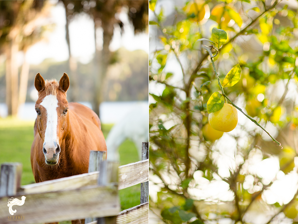 horse, lemon tree